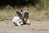BOULEDOGUE FRANCAIS 330